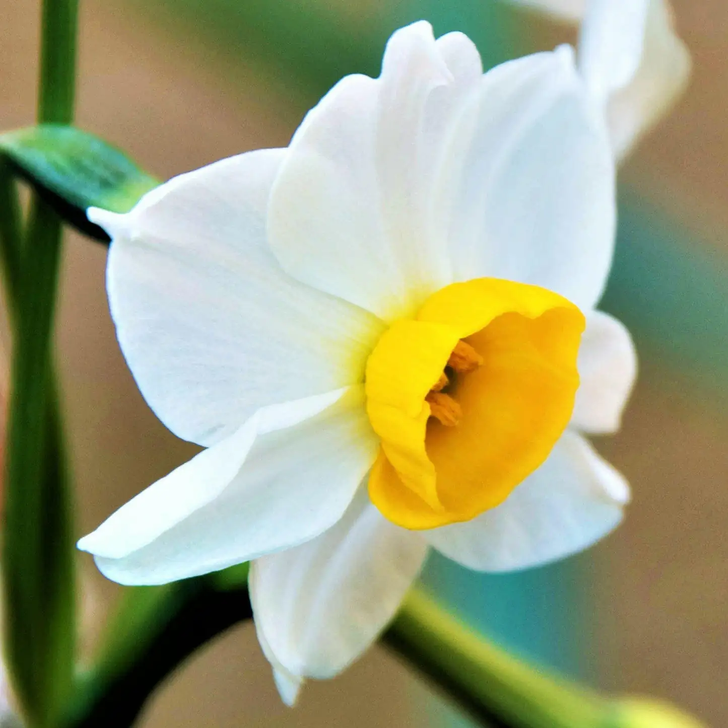 Chinese narcissus corona close-up