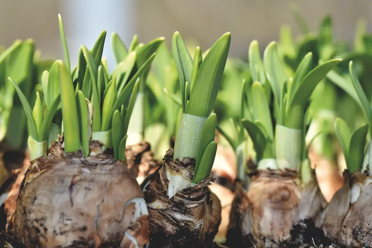 Chinese narcissus bulb offsets division