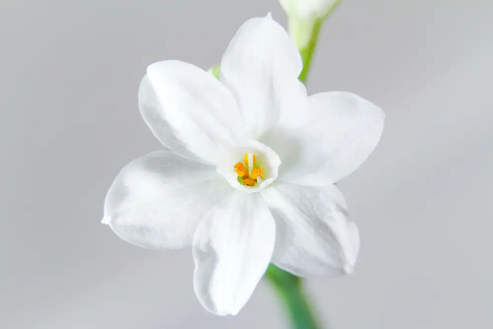 Chinese narcissus shallow bowl water culture