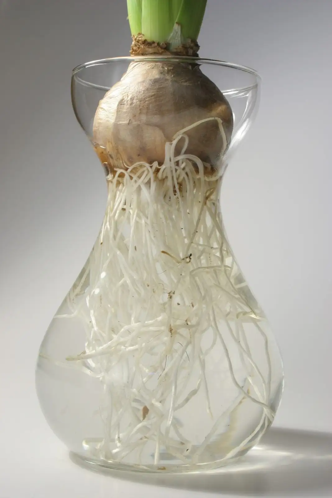narcissus bulb water roots glass