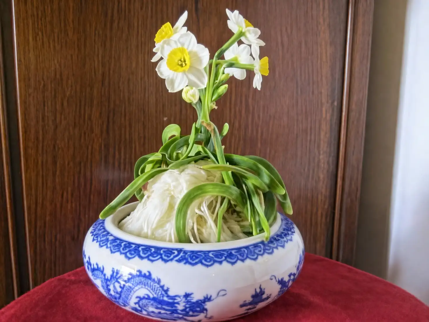 Chinese narcissus bulb division knife