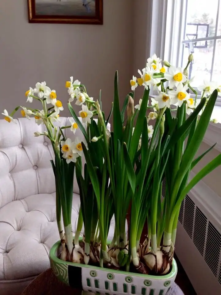 Chinese narcissus leaves sunlight window