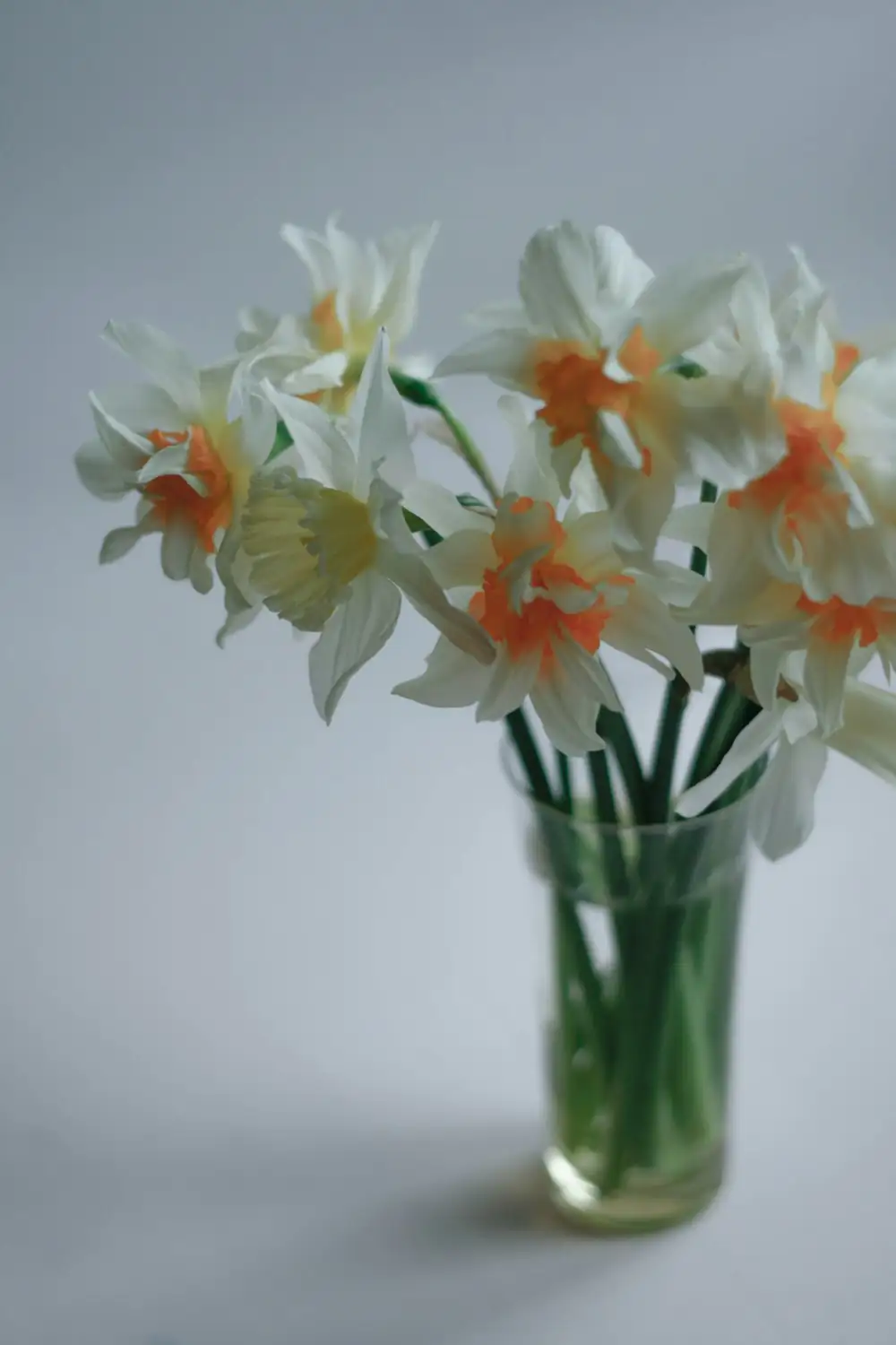 Chinese narcissus water bowl draining