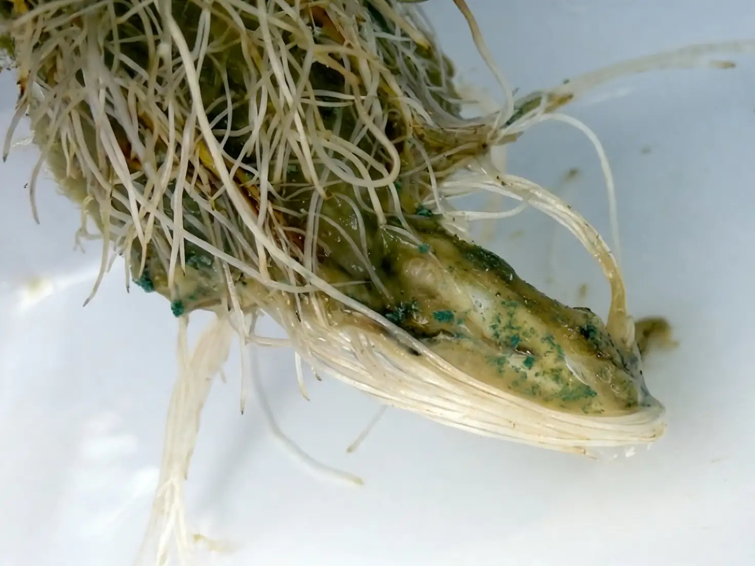 narcissus hydroponic slimy roots close-up