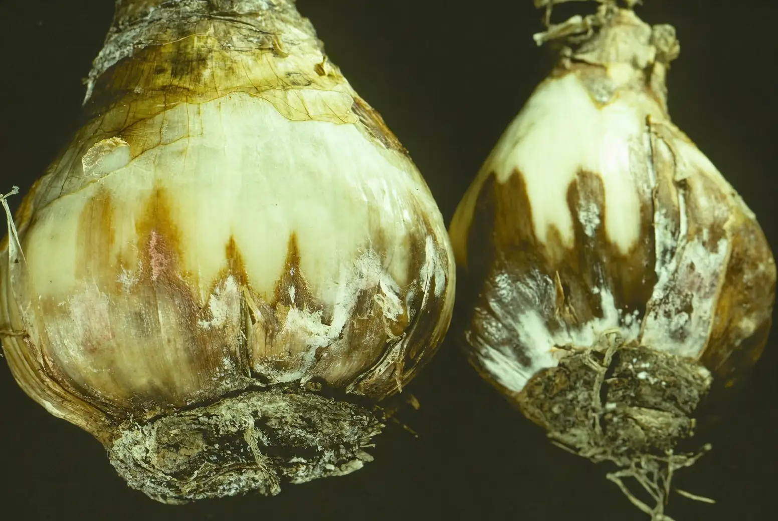 narcissus bulb basal rot close-up