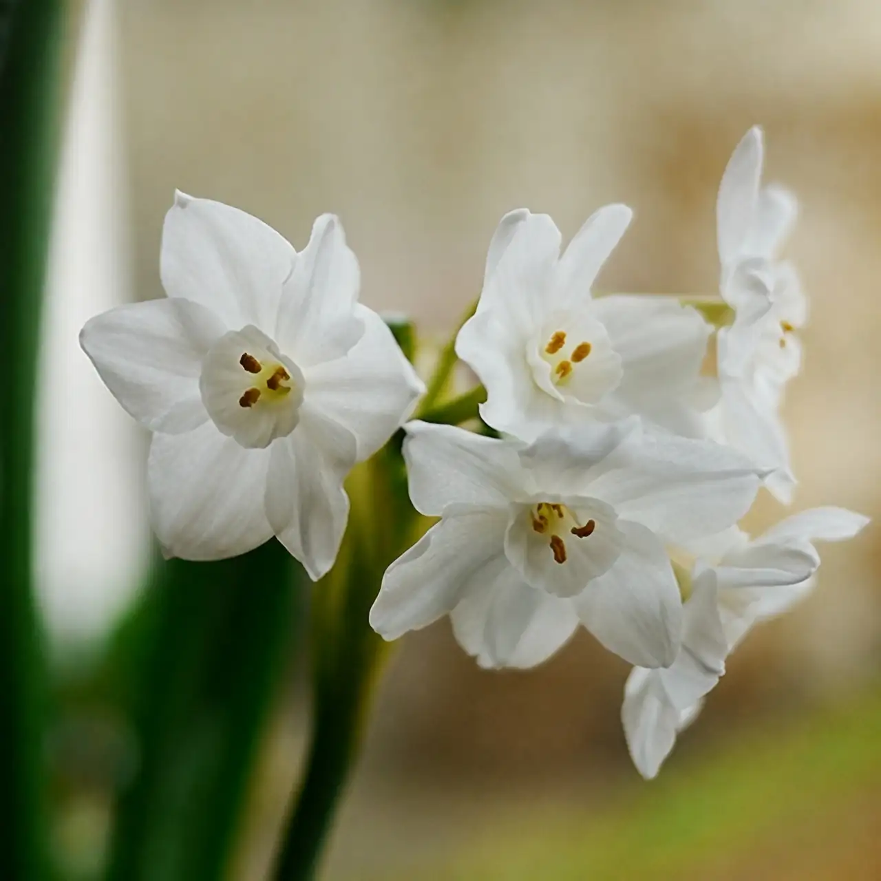 narcissus hydroponic one third water level