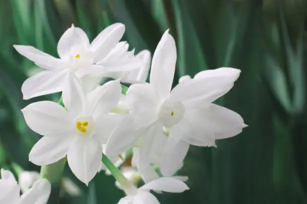 Chinese narcissus flower close-up