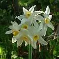 Narcissus tazetta Mediterranean coastal habitat