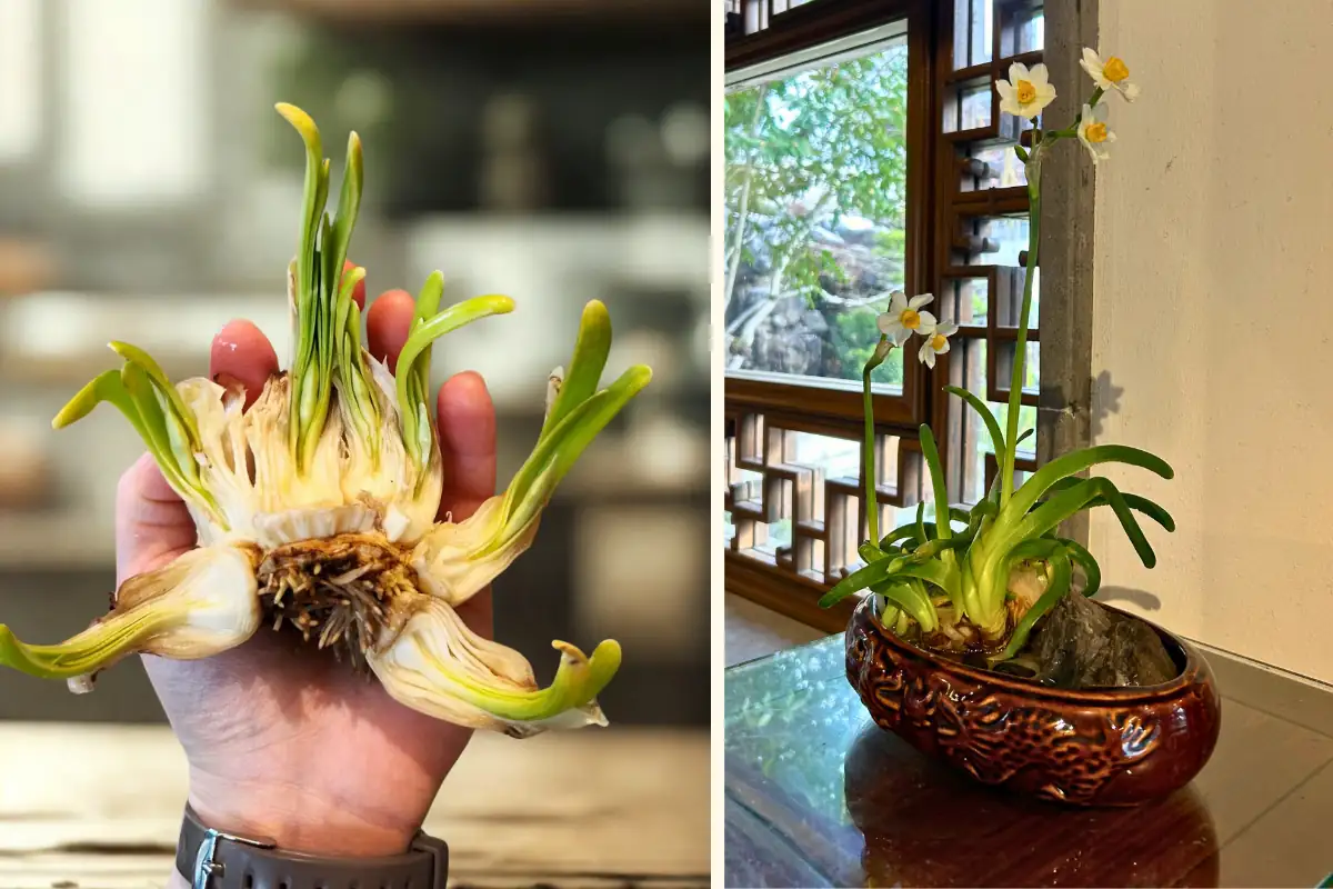 Chinese narcissus bulb carving hands