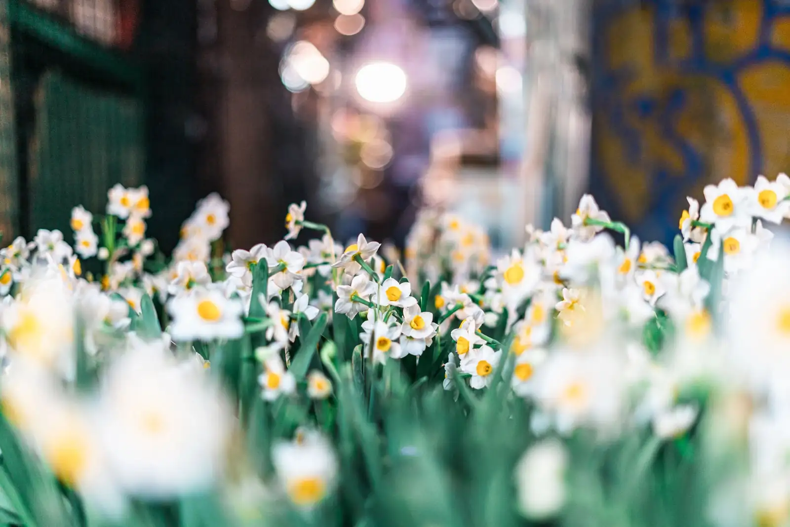Chinese New Year flower market narcissus