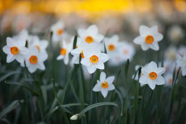 Chinese narcissus flower close-up