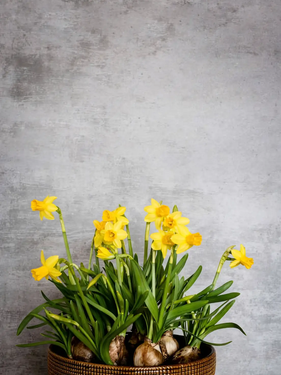 Chinese narcissus bulbs with offsets