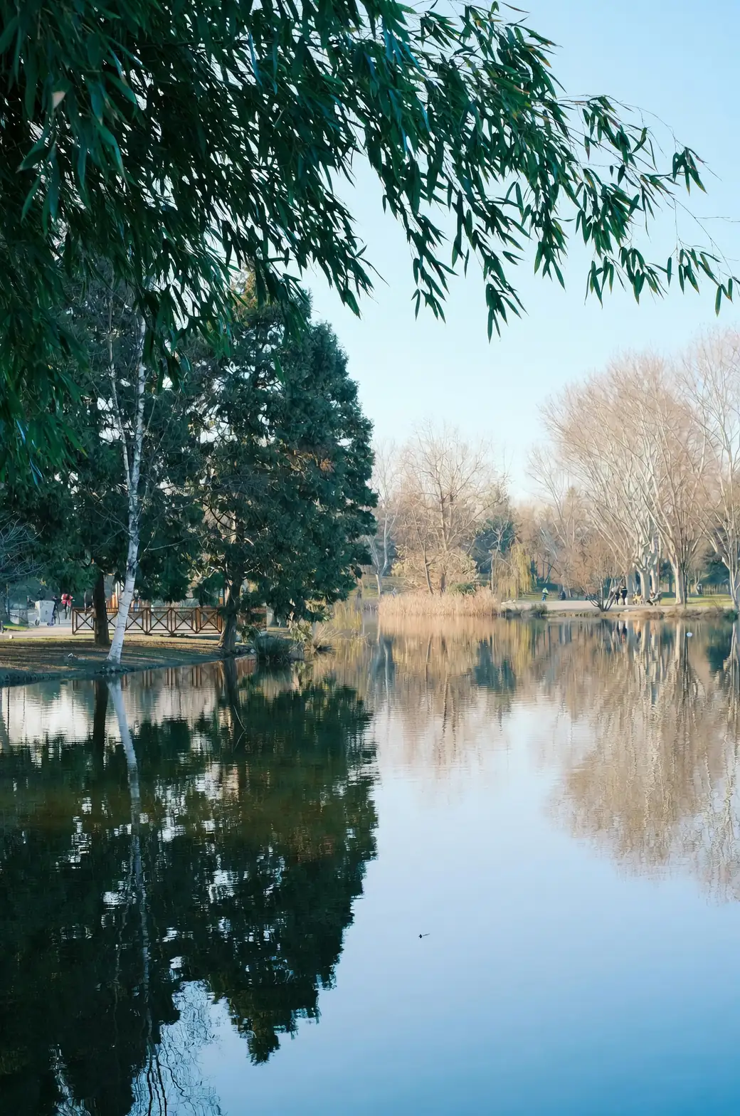 narcissus by lake reflection