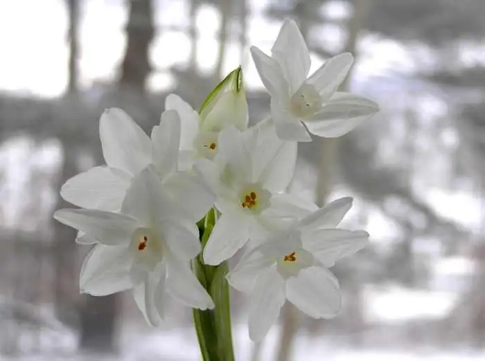 Chinese narcissus single double flowers