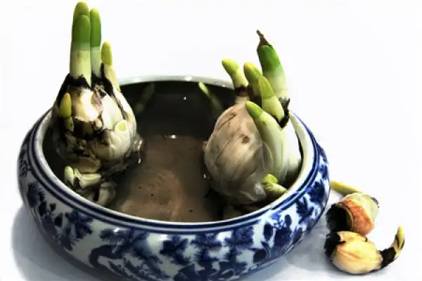 Chinese narcissus scale propagation bag