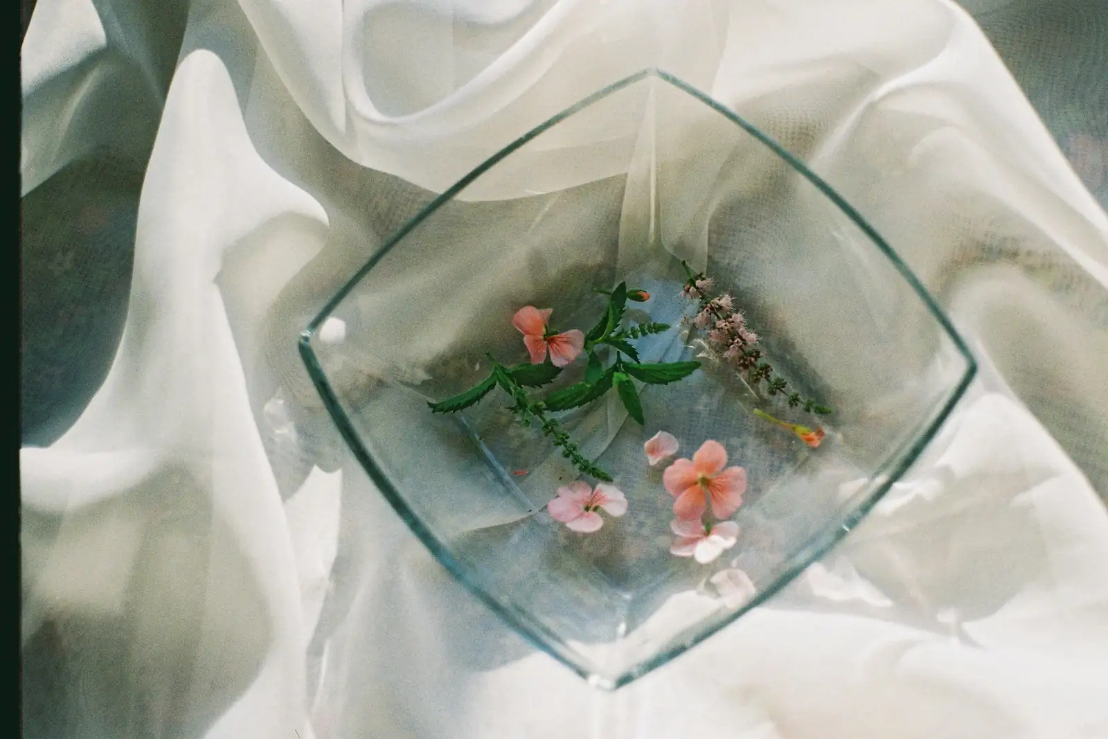 Chinese narcissus glass bowl roots close up