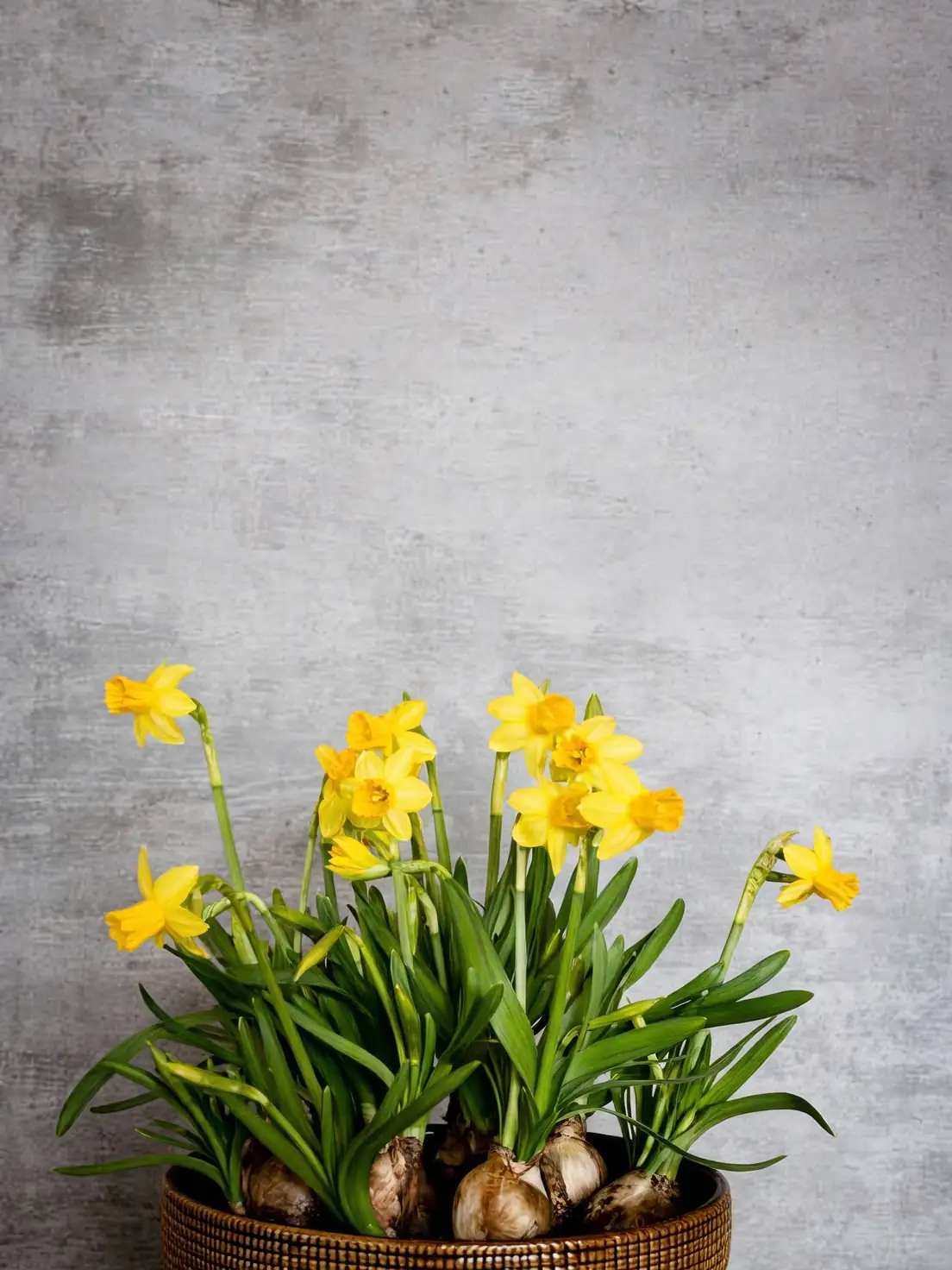 Chinese narcissus gravel moss hands