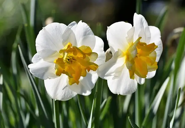 Chinese narcissus long planter S shape