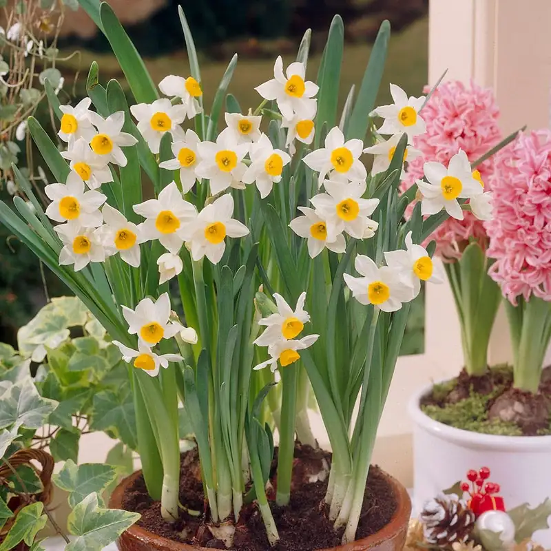 Chinese narcissus soil pot half exposed bulb