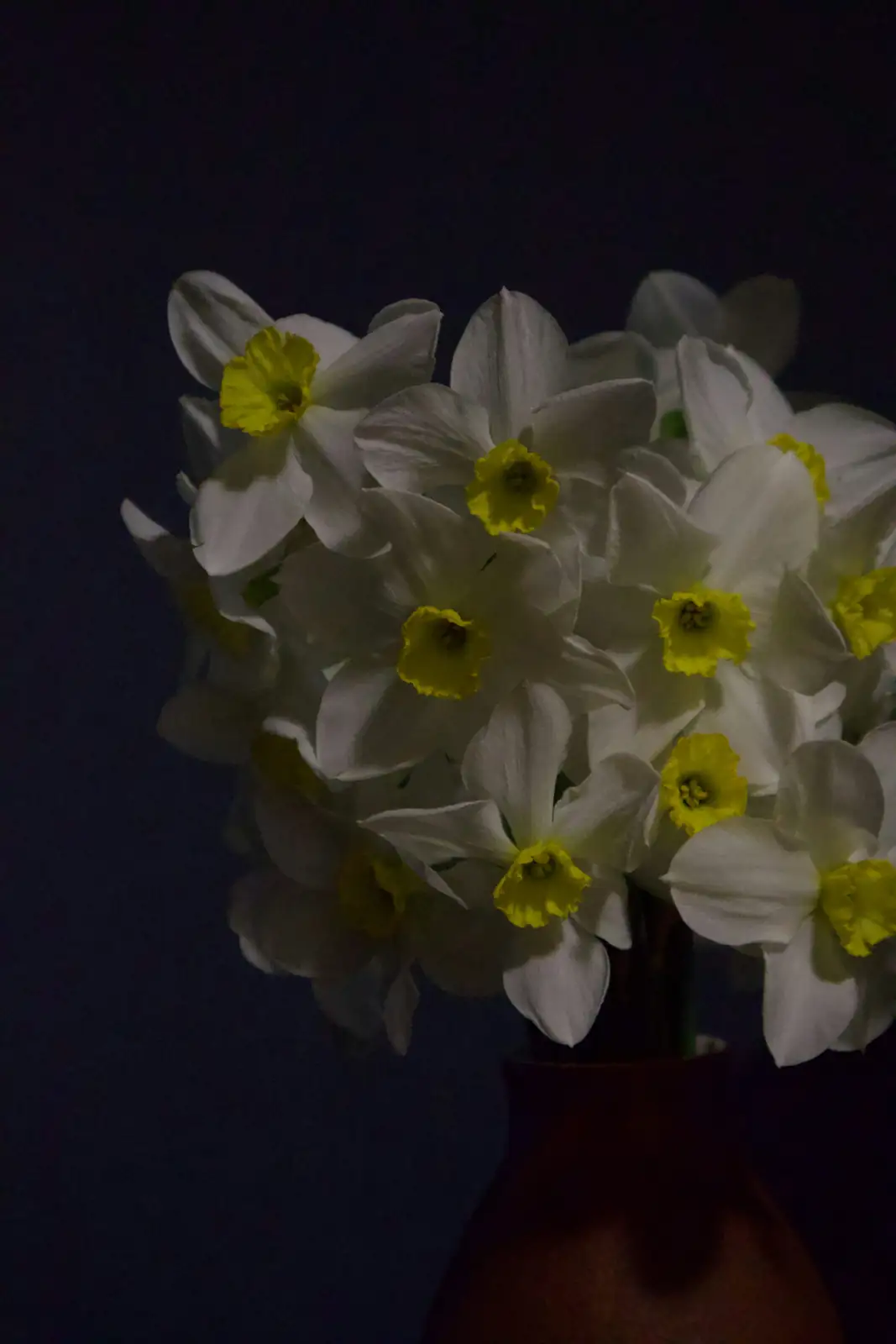 Chinese narcissus blooming windowsill winter light