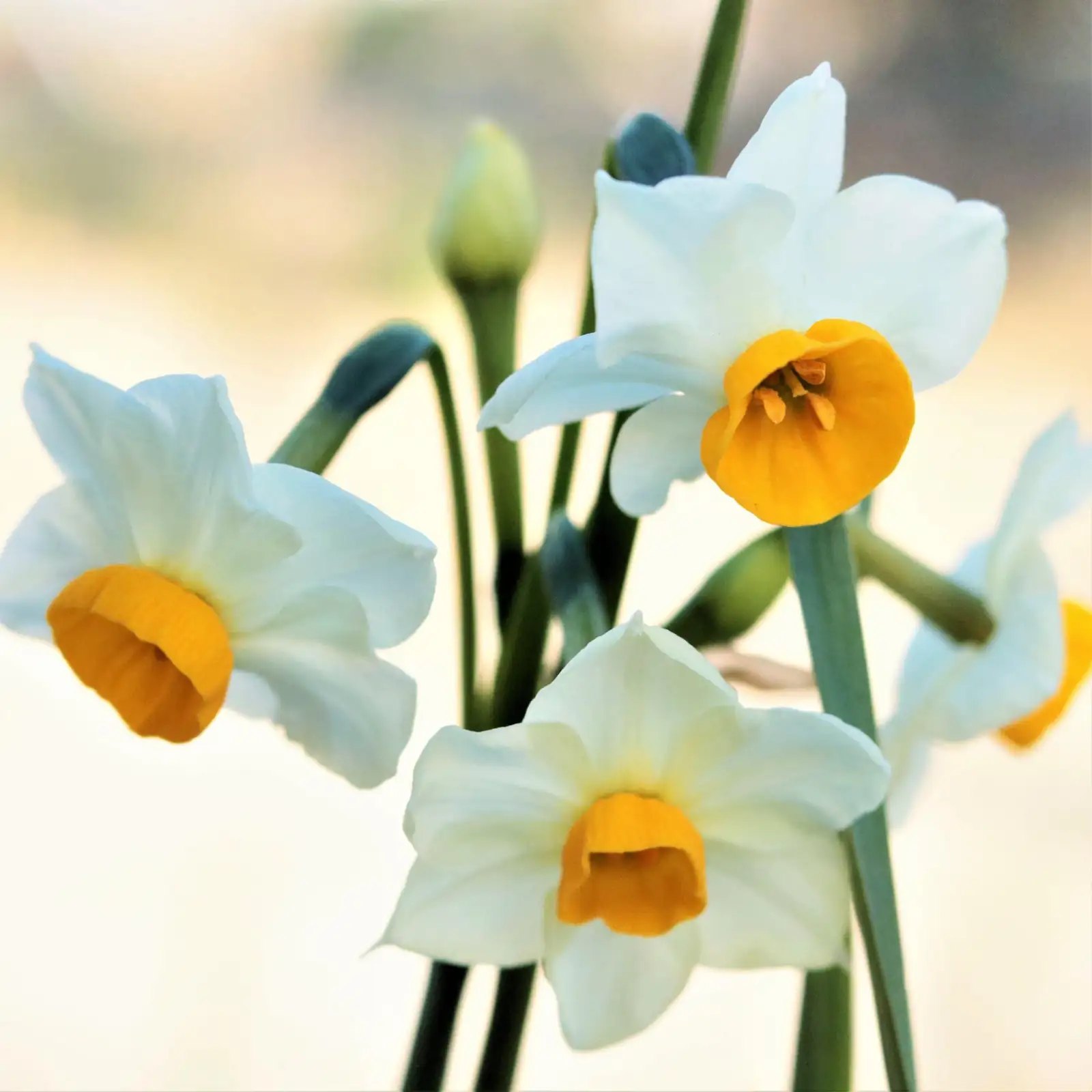Chinese narcissus hyacinth windowsill trio