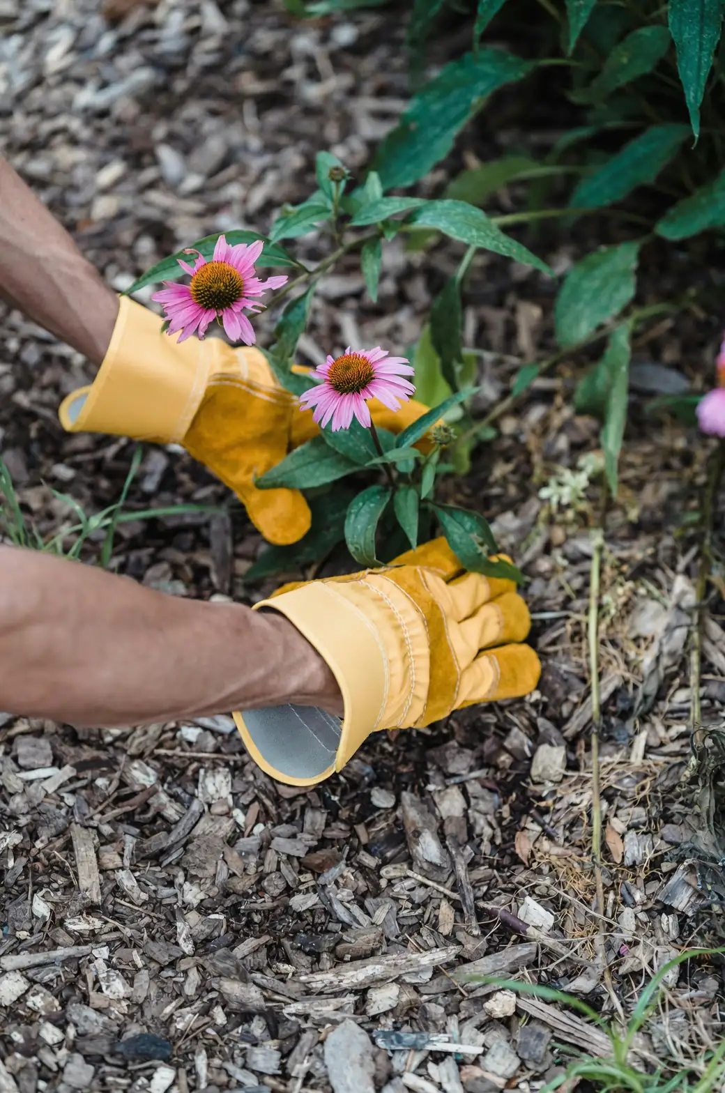 Chinese narcissus pruning gloves