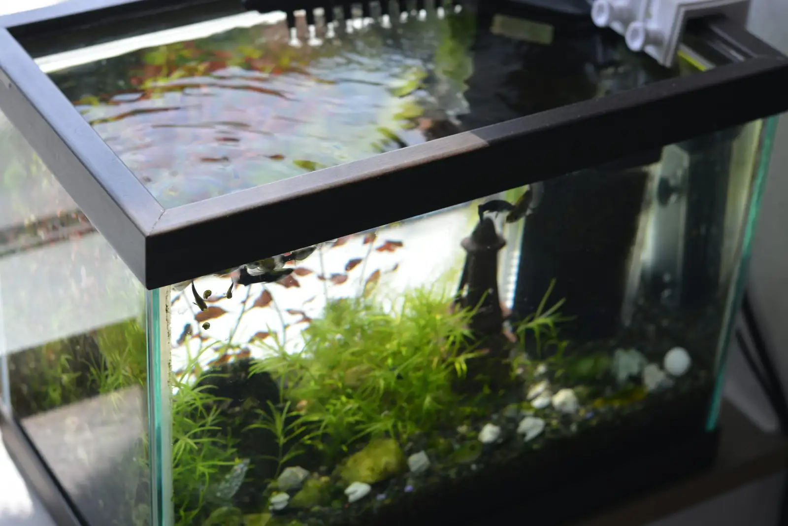 Chinese narcissus hydroponic glass bowl