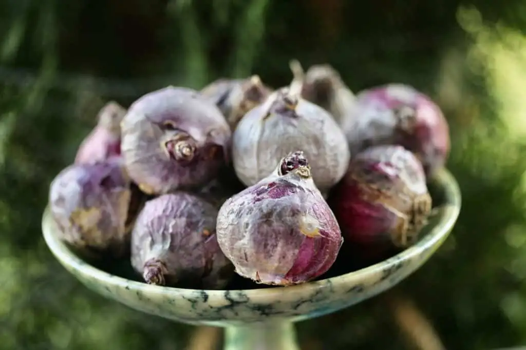 hyacinth bulbs fridge storage