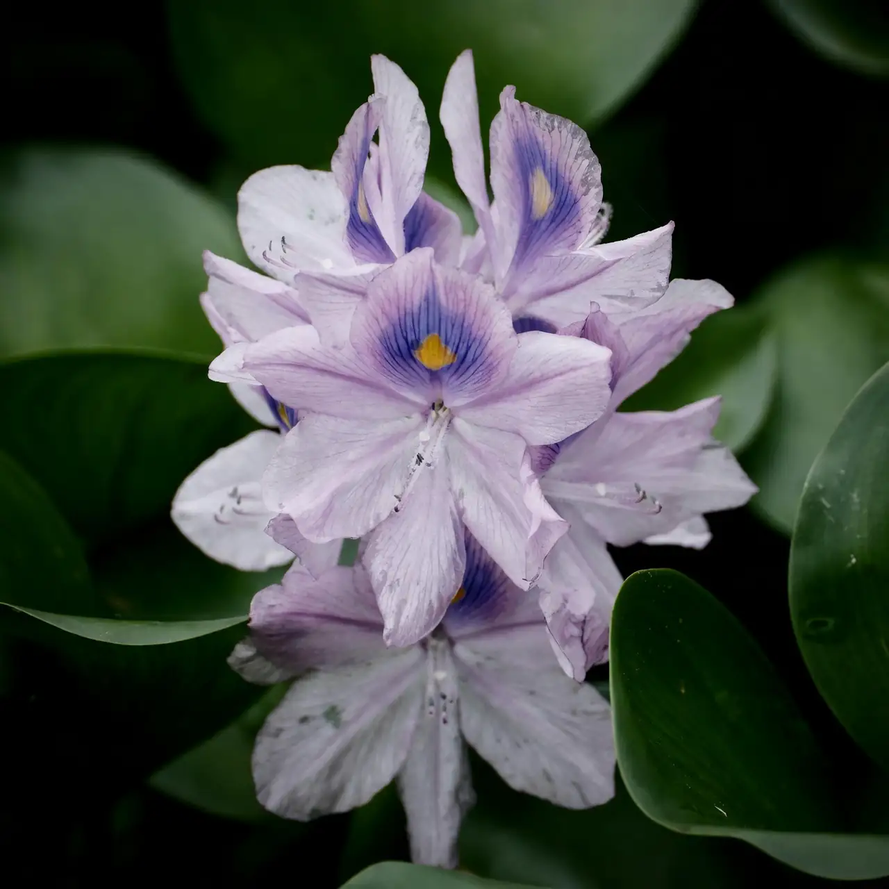 hyacinth water vase roots close up