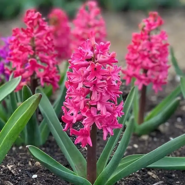 watering hyacinth at soil base
