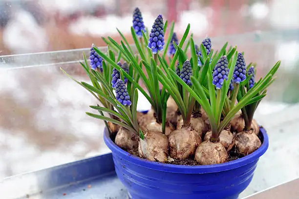 hyacinth hydroponic vase and potted