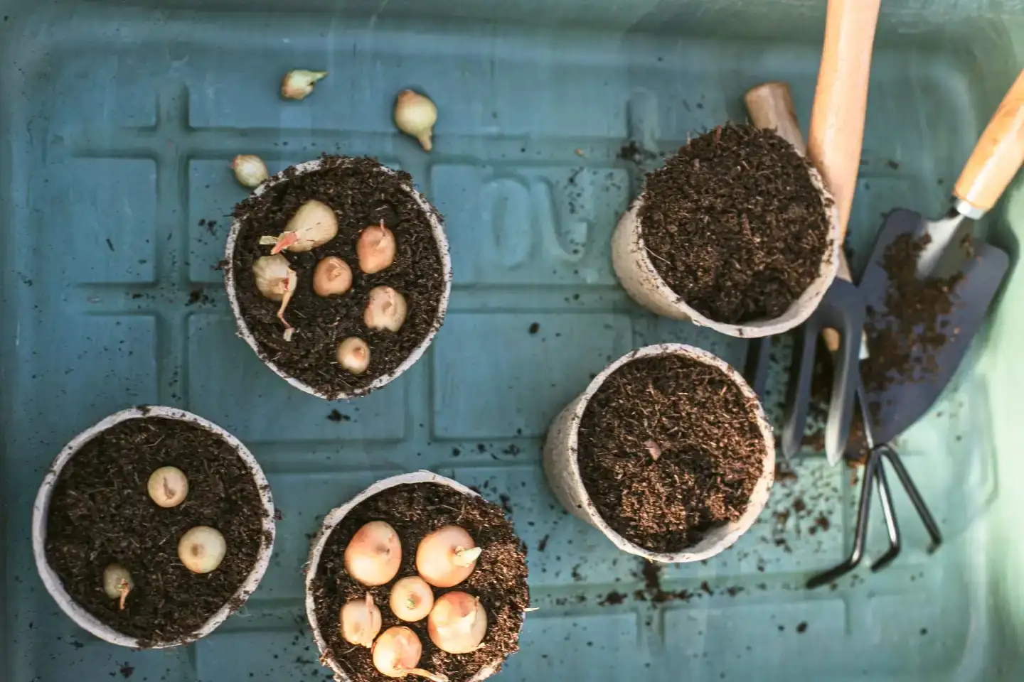 hyacinth potting mix drainage hands