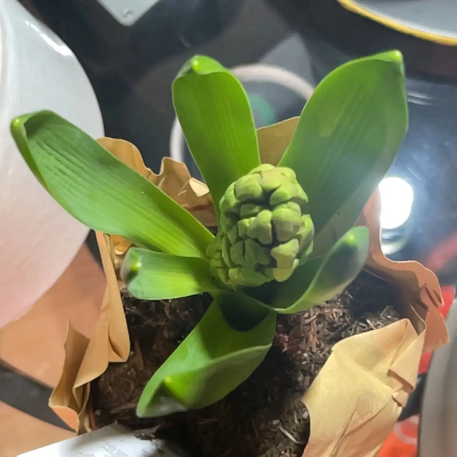 hyacinth bud trapped in leaves close-up