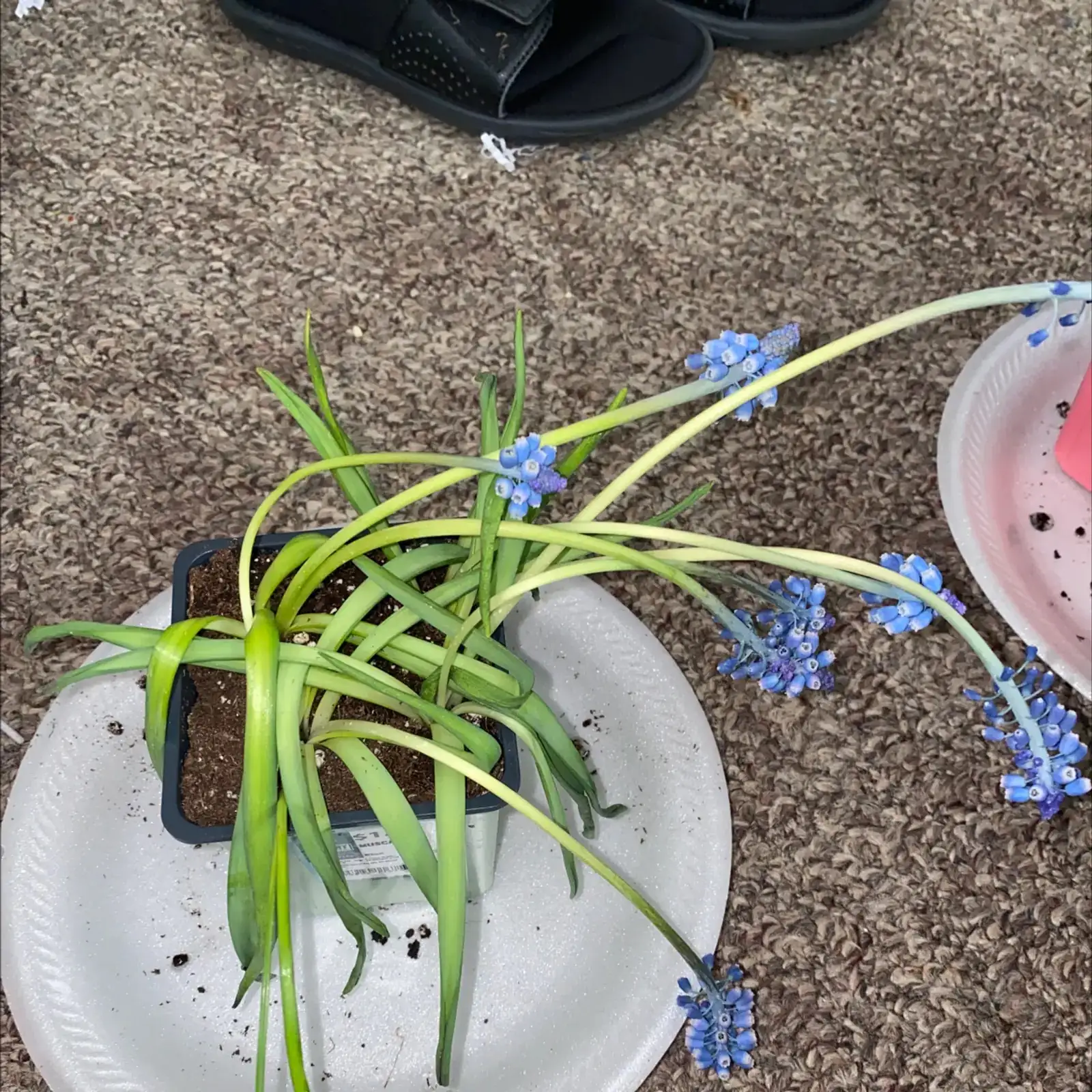 hyacinth yellow leaves overwatering pot