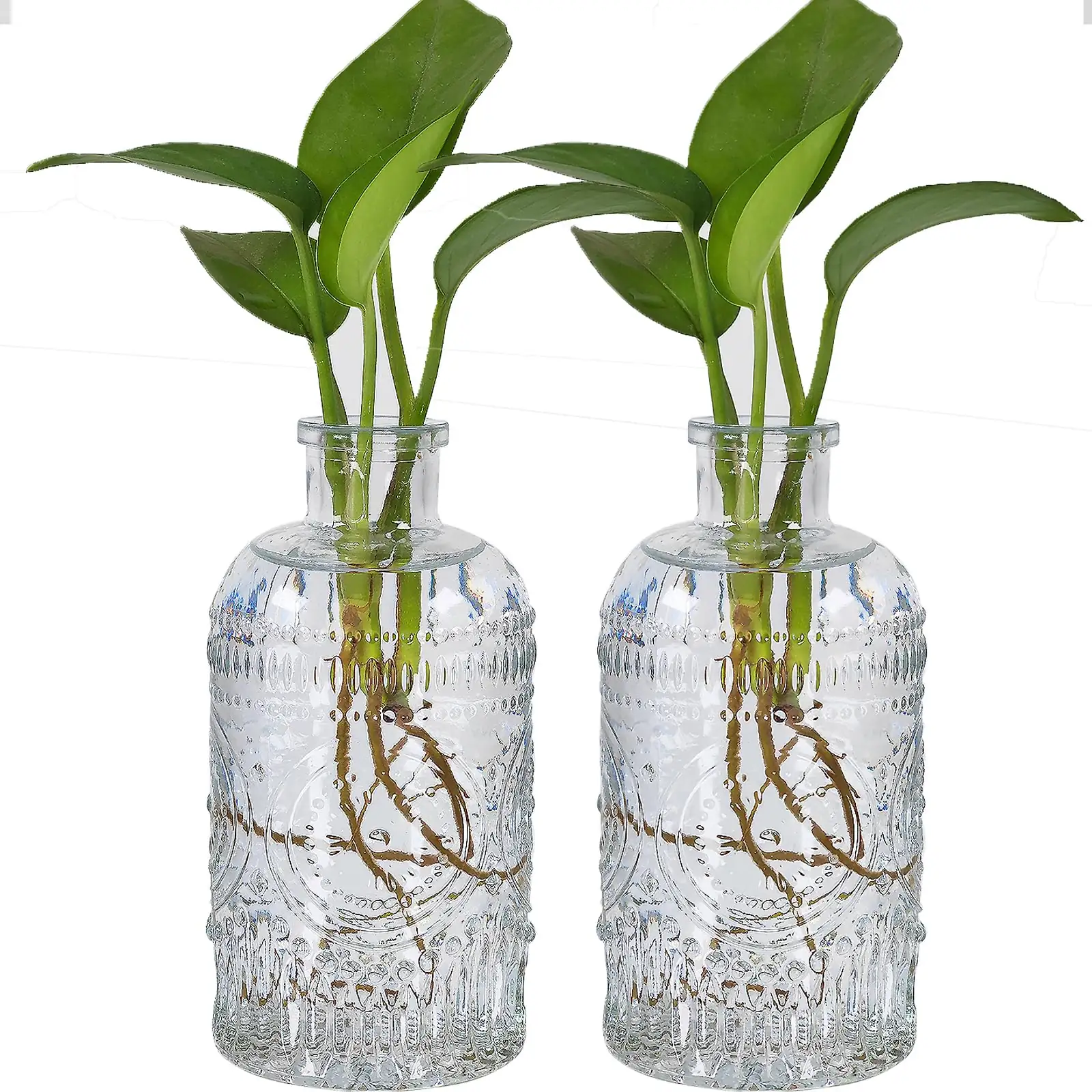 hyacinth water propagation glass vase