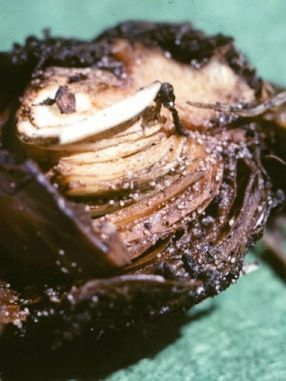 hyacinth bulb mite damage