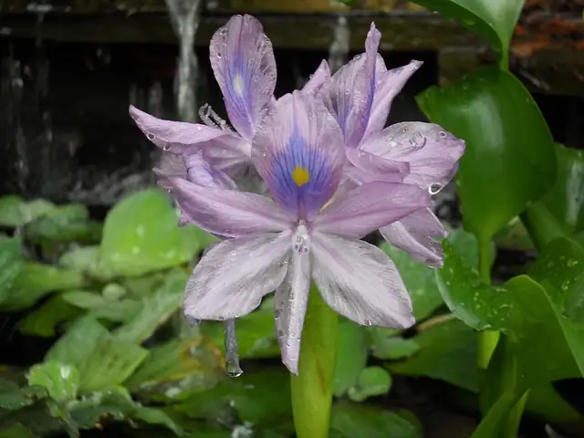 hyacinth water propagation bottle level