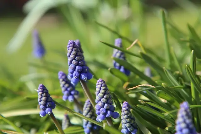 hyacinth wild aegean hillside