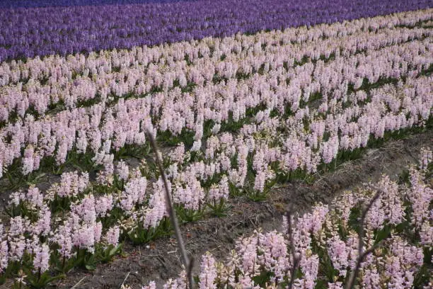 hyacinth fields netherlands spring