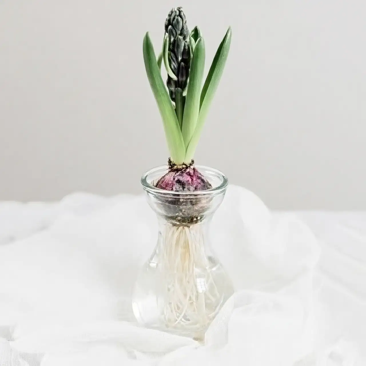 hyacinth glass vase water roots