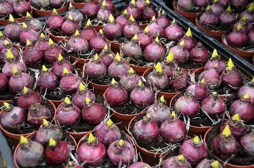 hyacinth bulb water gap close-up