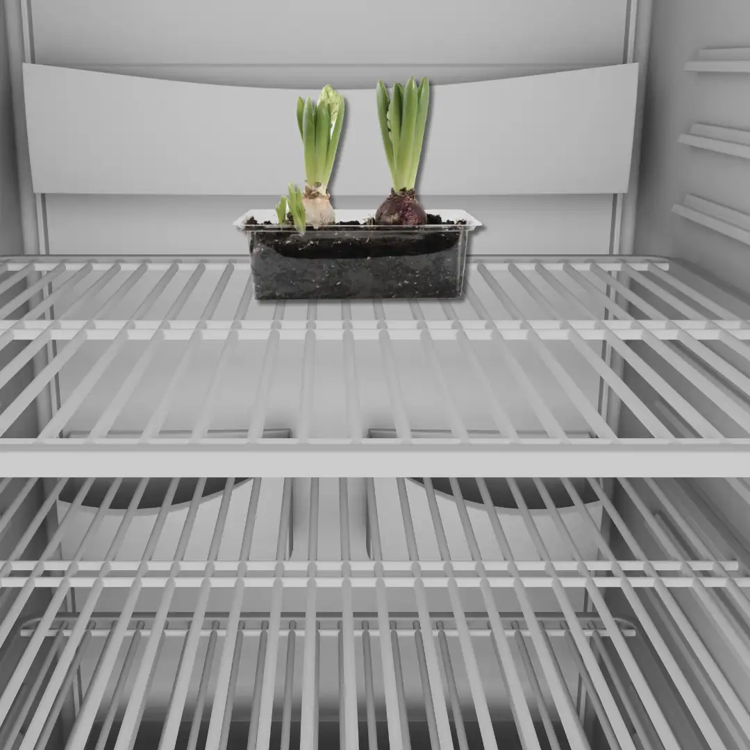 hyacinth bulbs cold storage fridge