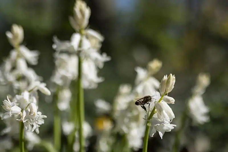 hyacinth bulb with offsets close-up