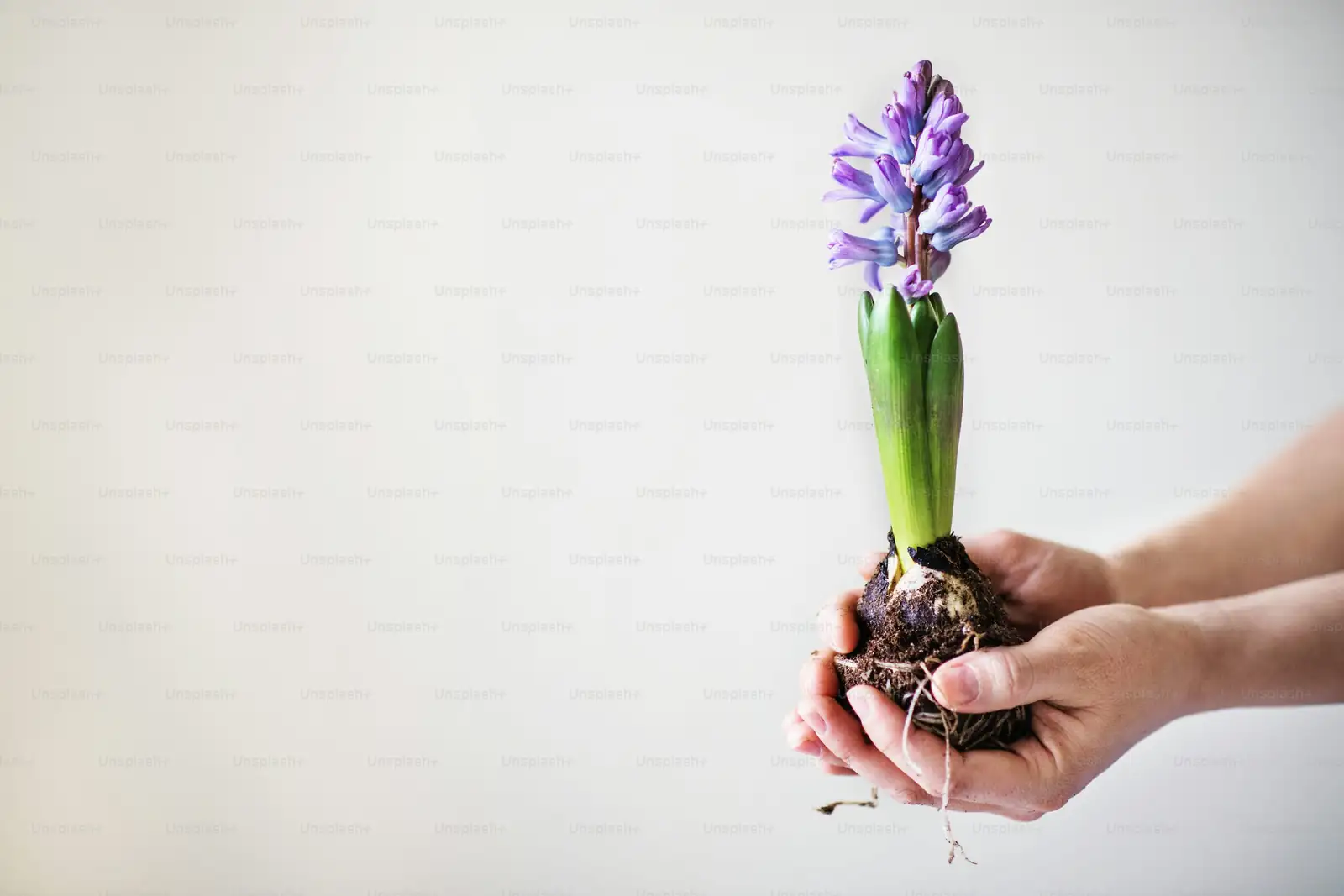 hyacinth water forcing glass vase