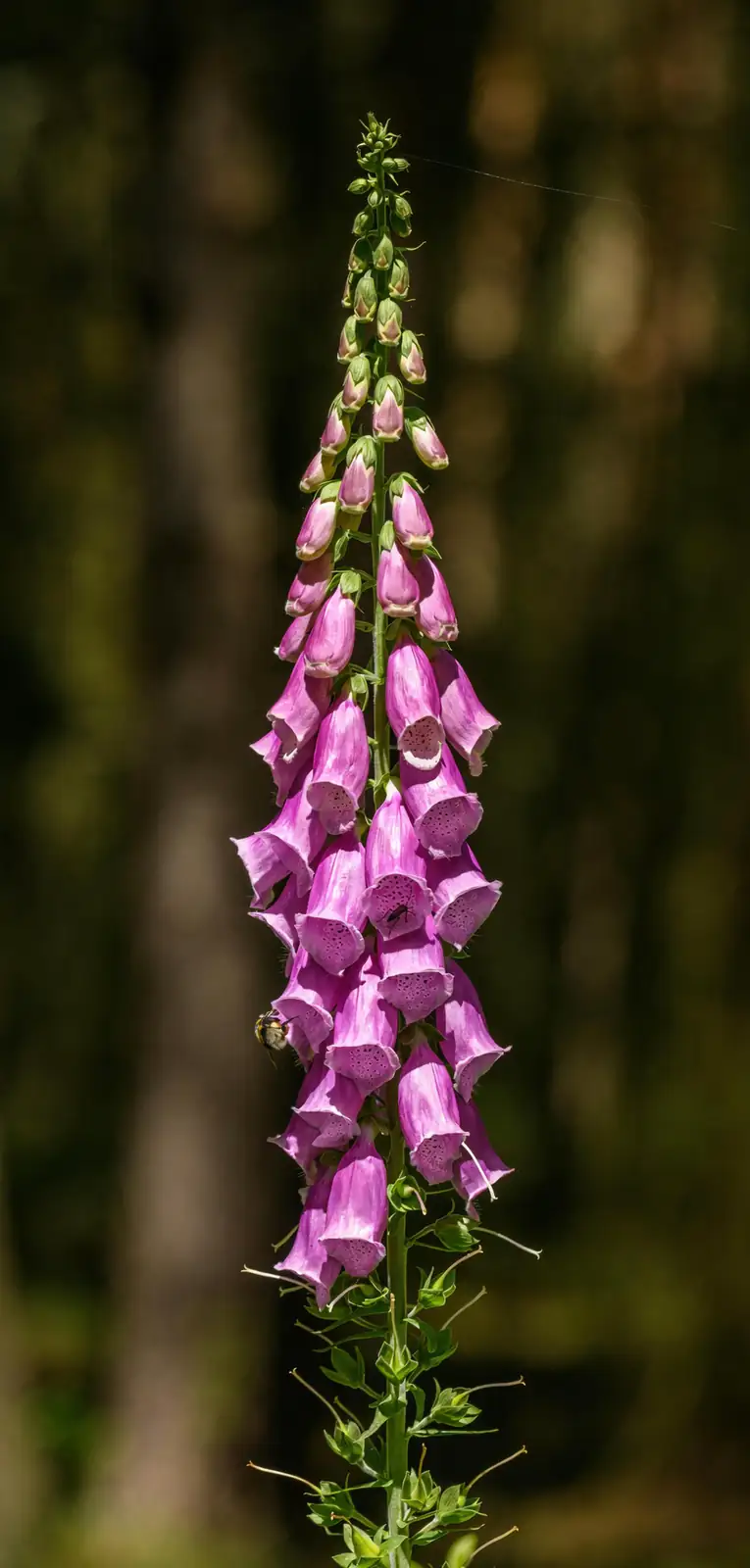 hyacinth flower spike close up