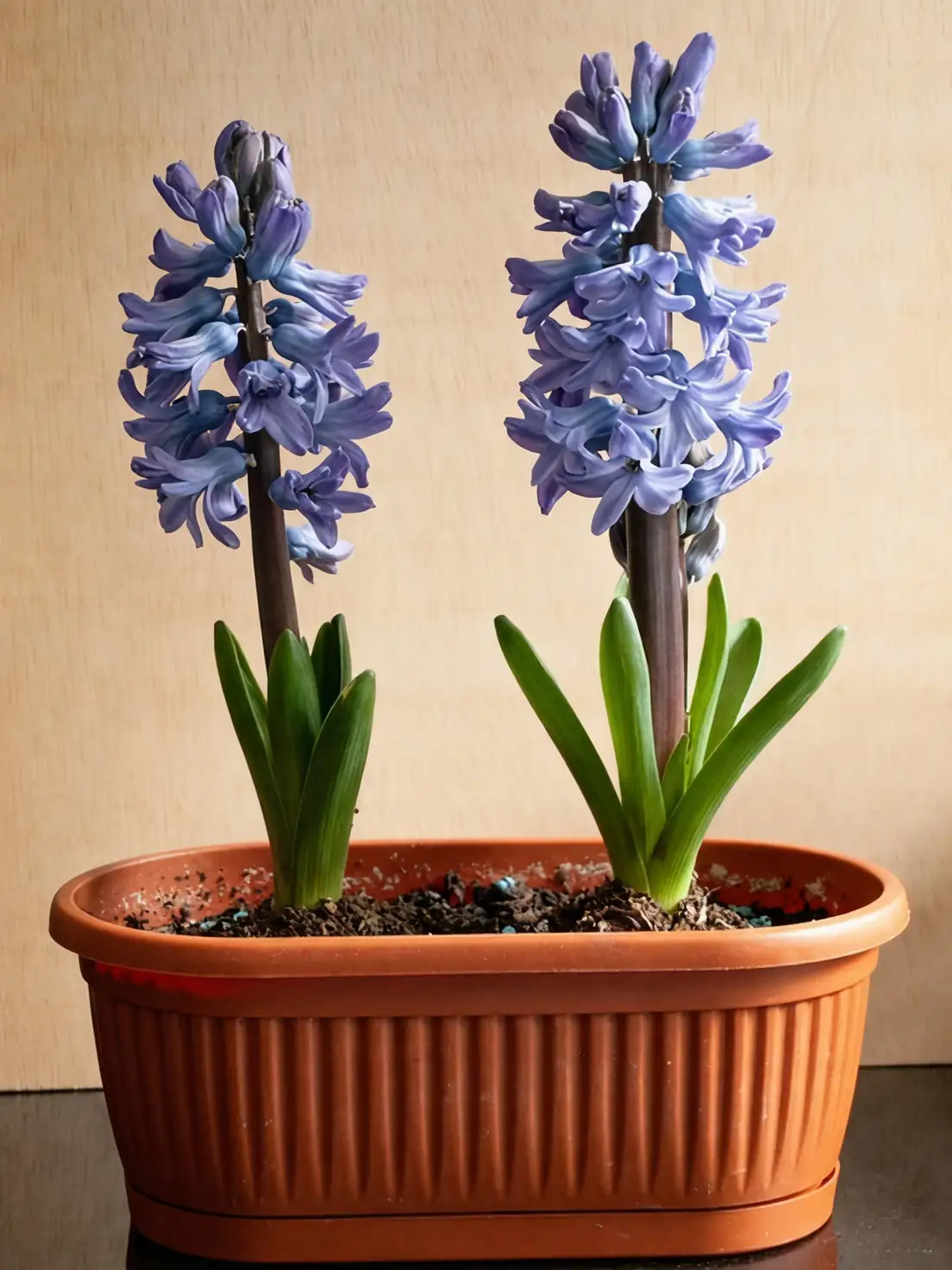 hyacinth tulips balcony container