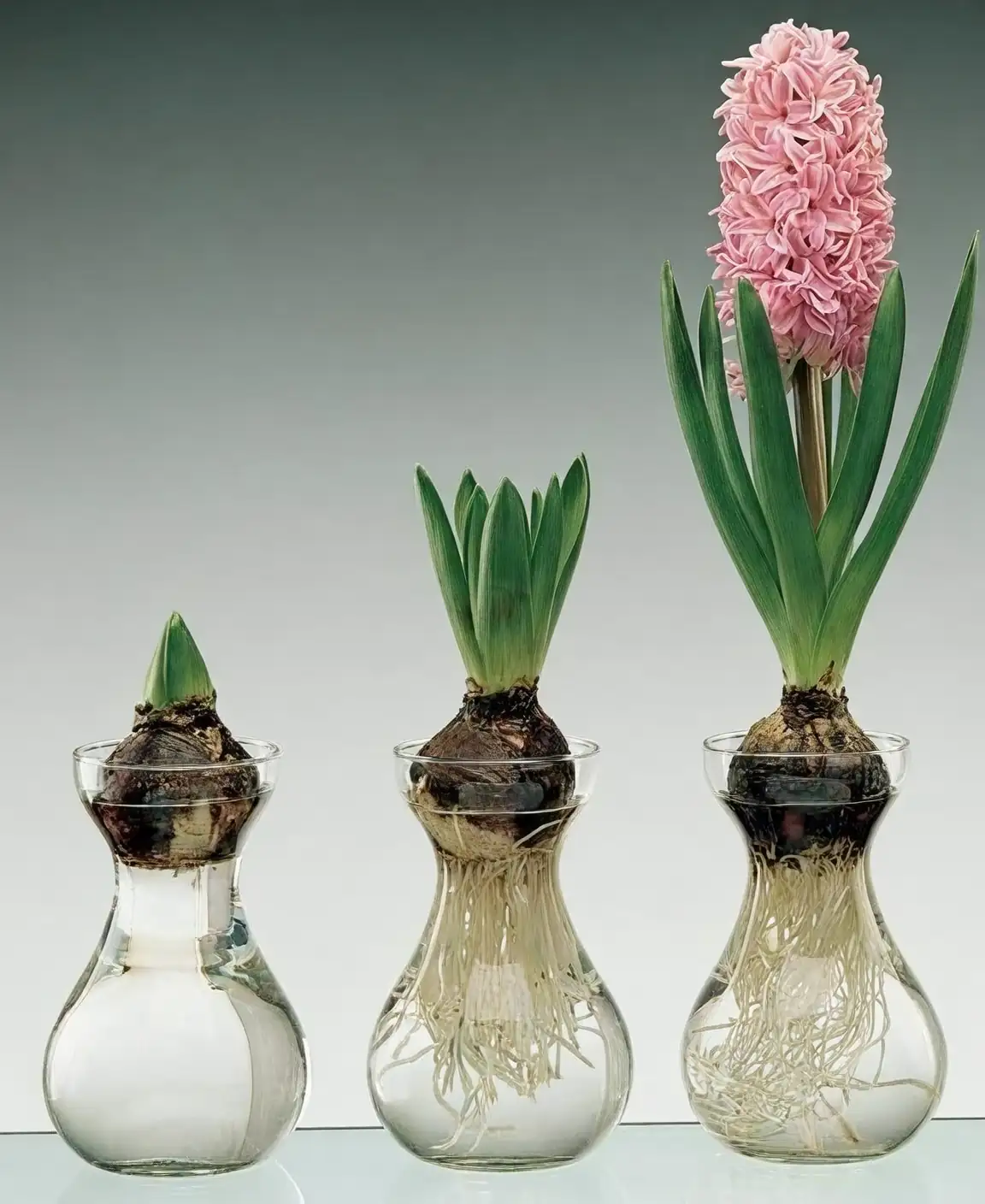 hyacinth forcing glass vase indoor