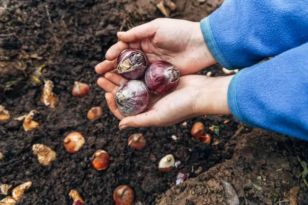hyacinth bulbs lifting after foliage dies