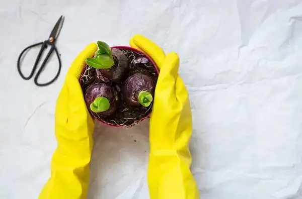 hyacinth bulb measuring tape