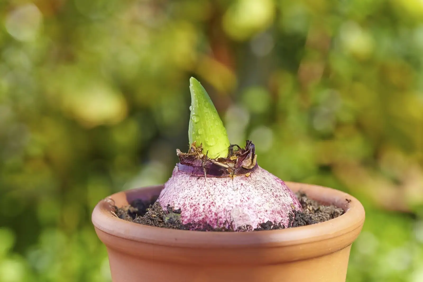 hyacinth bulb planting pot close-up
